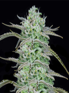 strawberry banana auto